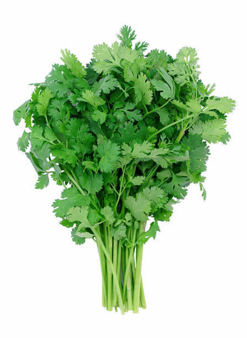 Organic Cilantro, Fresh Bunch