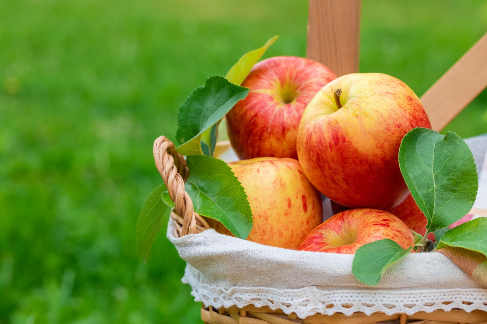 Gala Apple Tree β 1 Year Old, Start Your Own Orchard π±