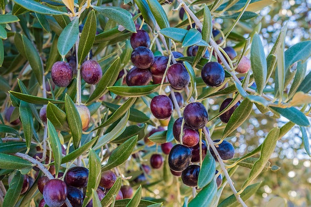 The Real Skinny on Sun-dried Olives