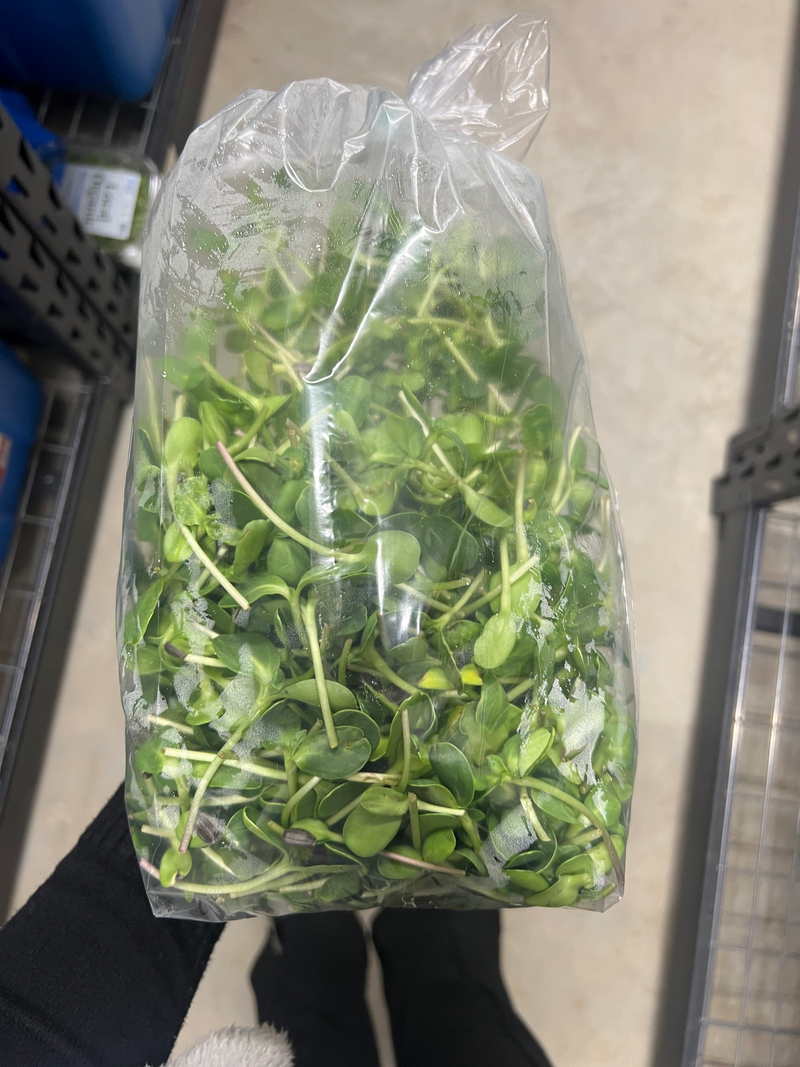Organic Sunflower Microgreens (1lb) Bagged