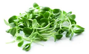 Organic Sunflower Microgreens (200g)
