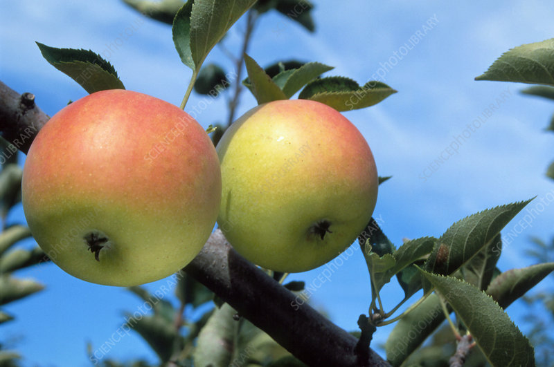 Mutsu Apple Tree