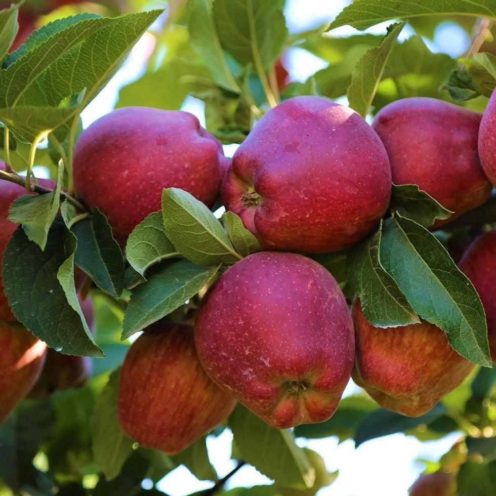 Own a Producing Apple Tree This Season 🍎