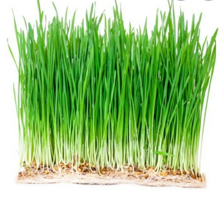 Organic Wheatgrass (1lb)