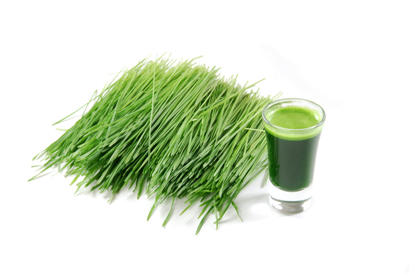 Wheatgrass Shots